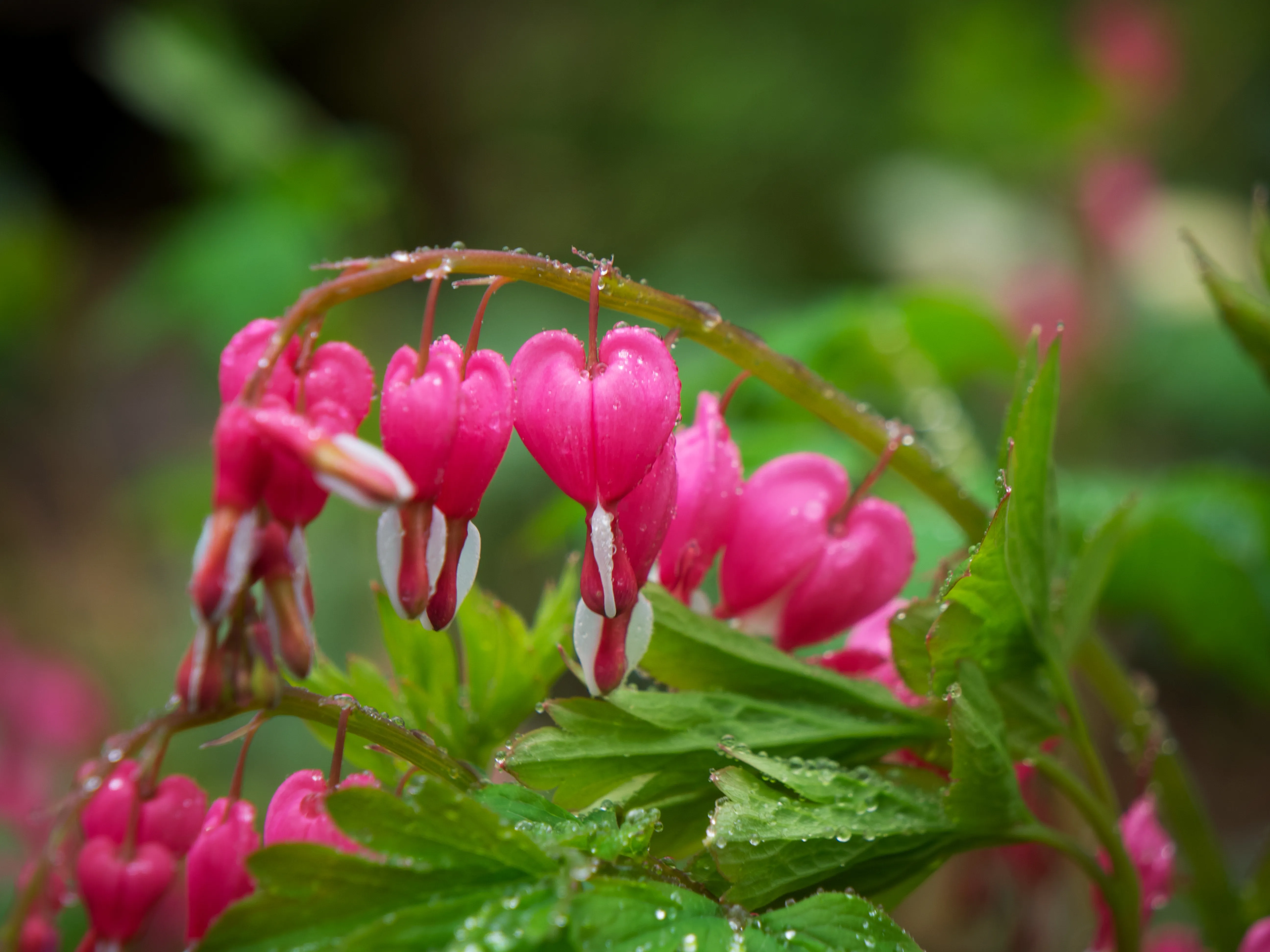 Flowers Blooming Gallery - Picture 4